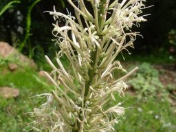 Sansevieria concinna